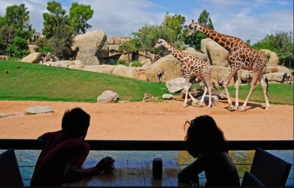 Descubre Bioparc Valencia: Un mundo de aventura y conservación para toda la familia