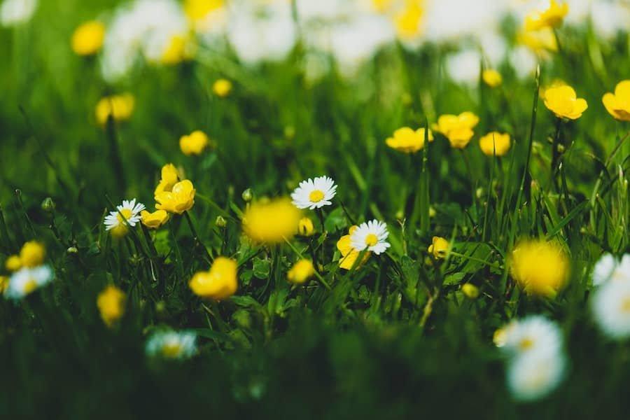 Flores_d&iacute;a_de_la_madre