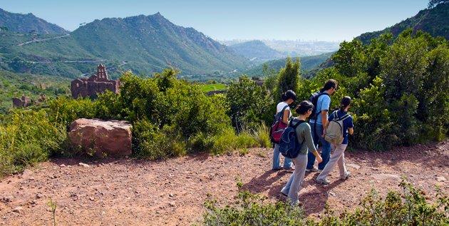 desierto palmas familias