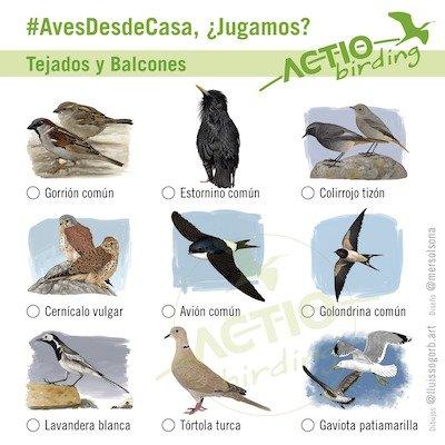 Spot birds
